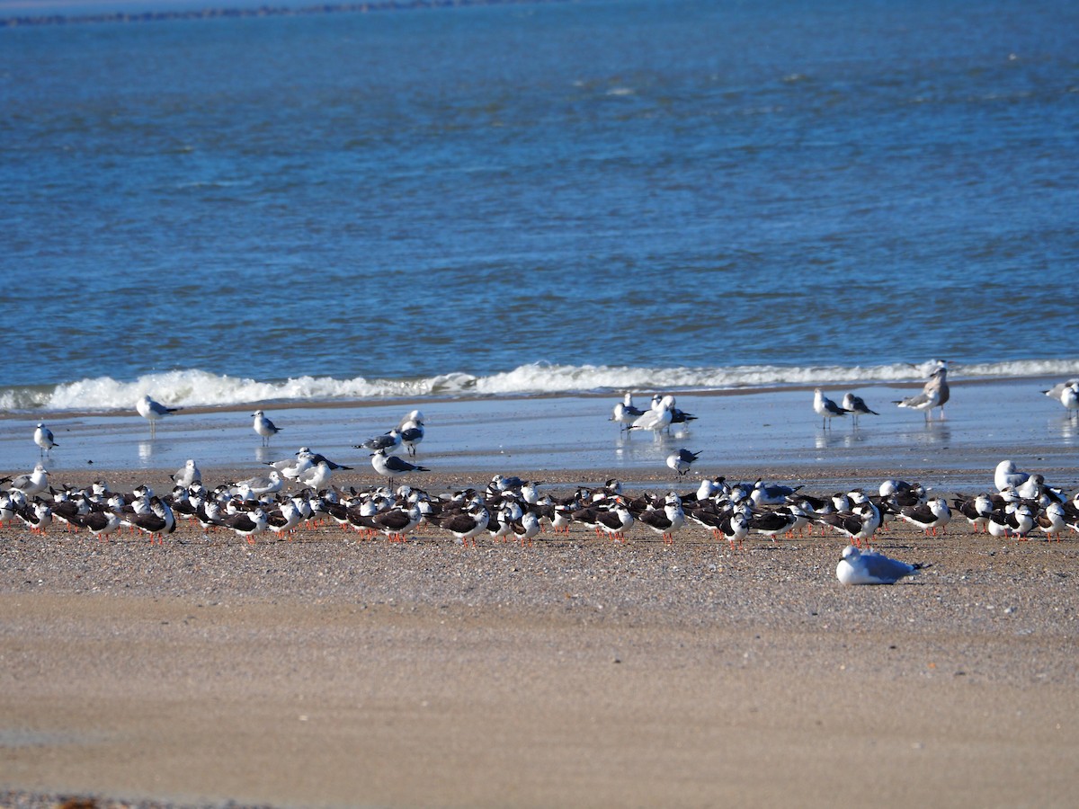 Black Skimmer - ML627877000