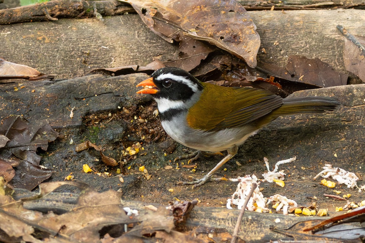 Orange-billed Sparrow - ML627877001