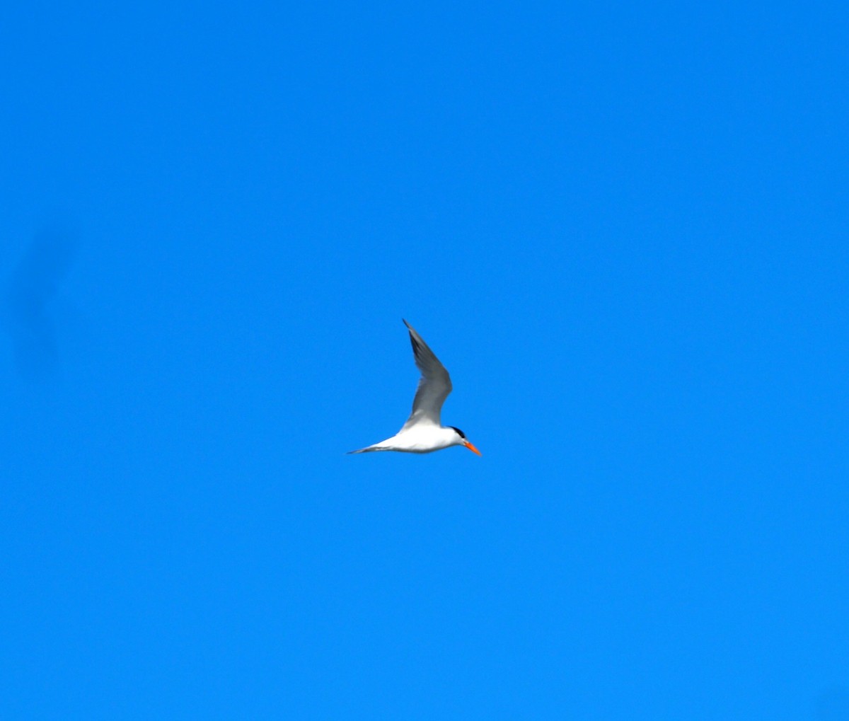 Royal Tern - ML627877005