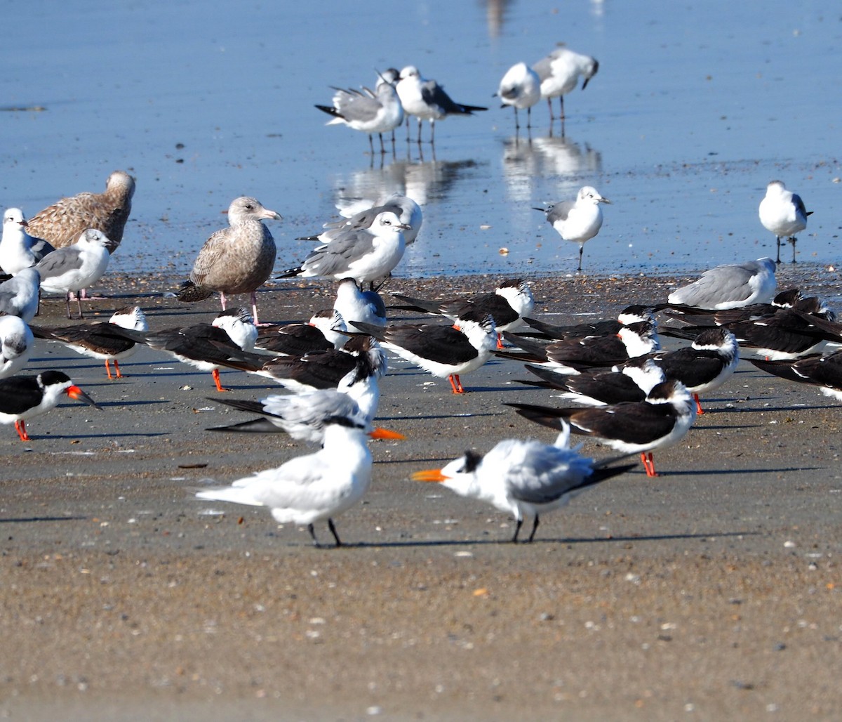 Royal Tern - ML627877012