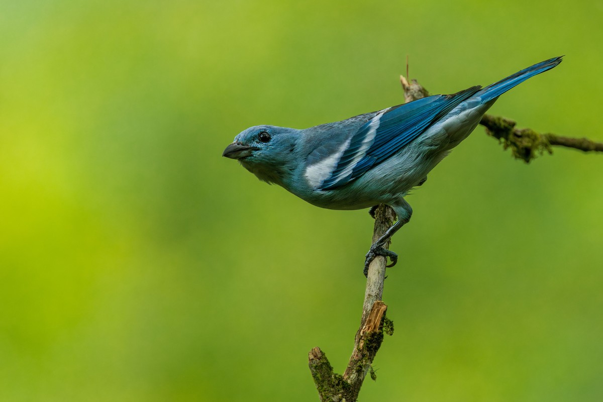 Blue-gray Tanager - ML627877024