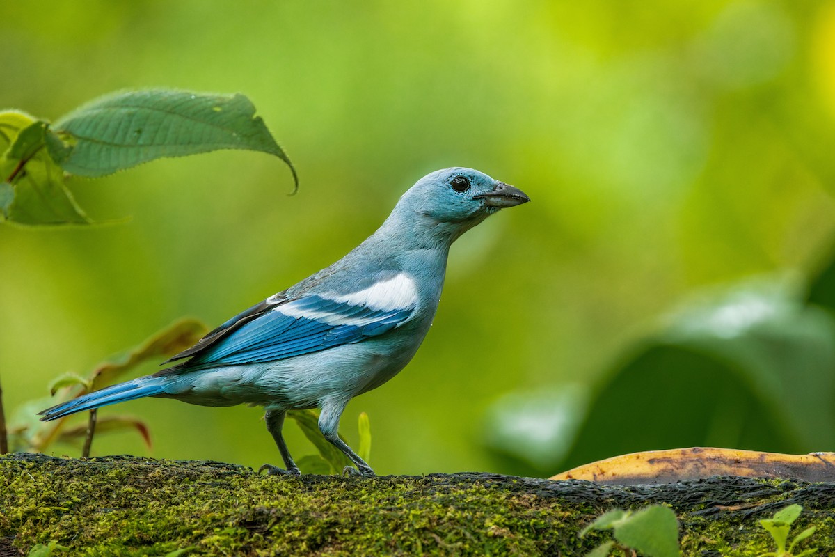 Blue-gray Tanager - ML627877025