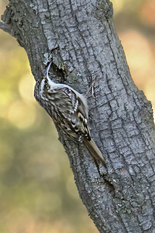 Rampichino comune - ML627877041