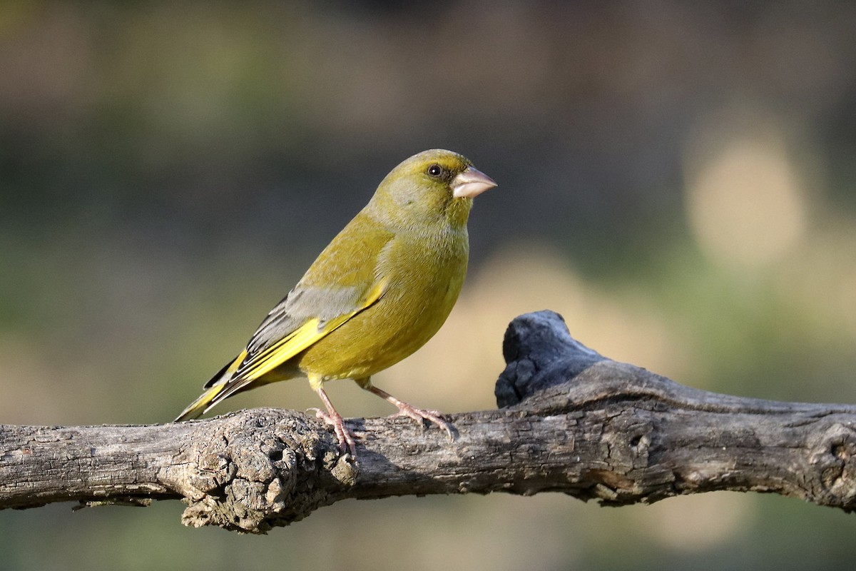 Verdone - ML627877071