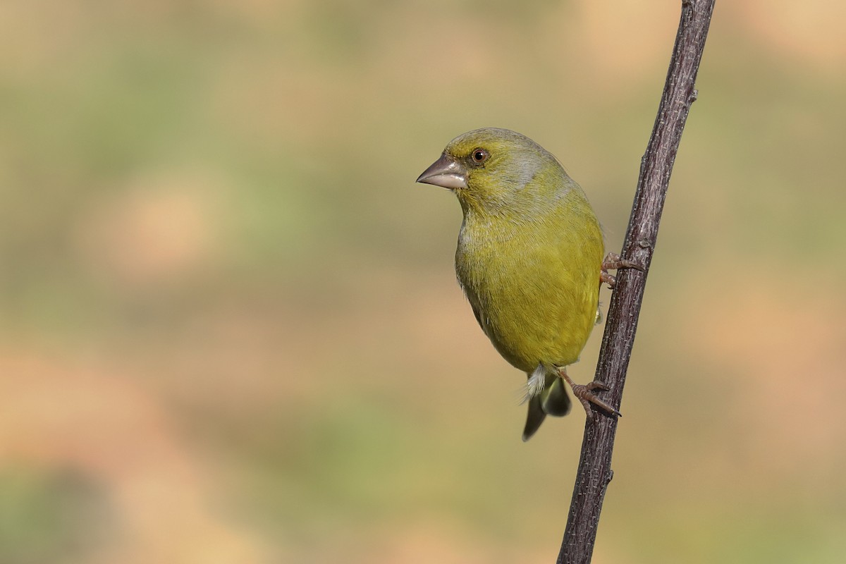 Verdone - ML627877072