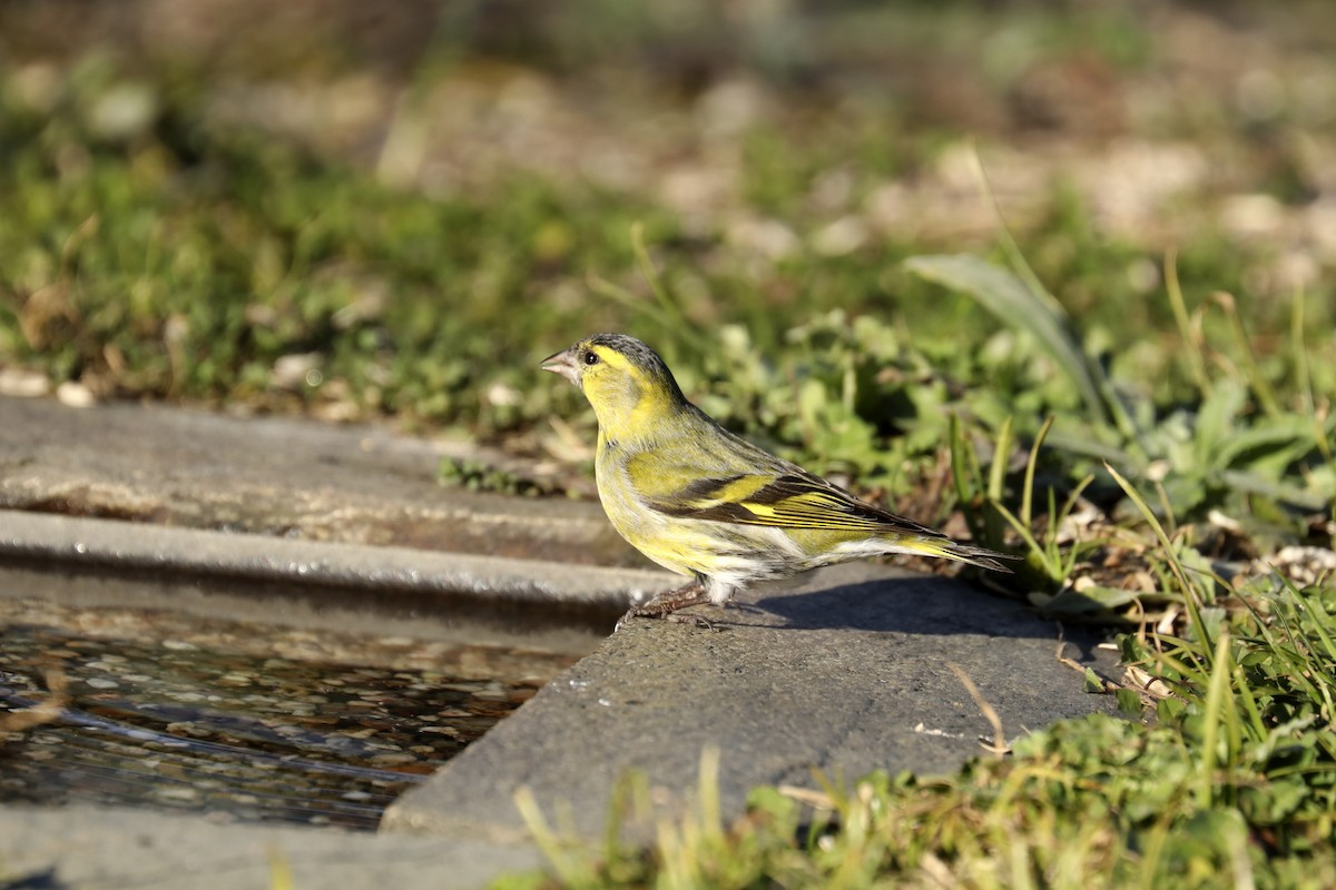 Lucherino - ML627877080