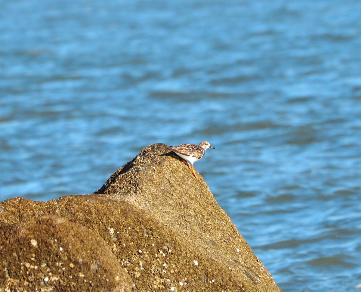 Ruddy Turnstone - ML627877094