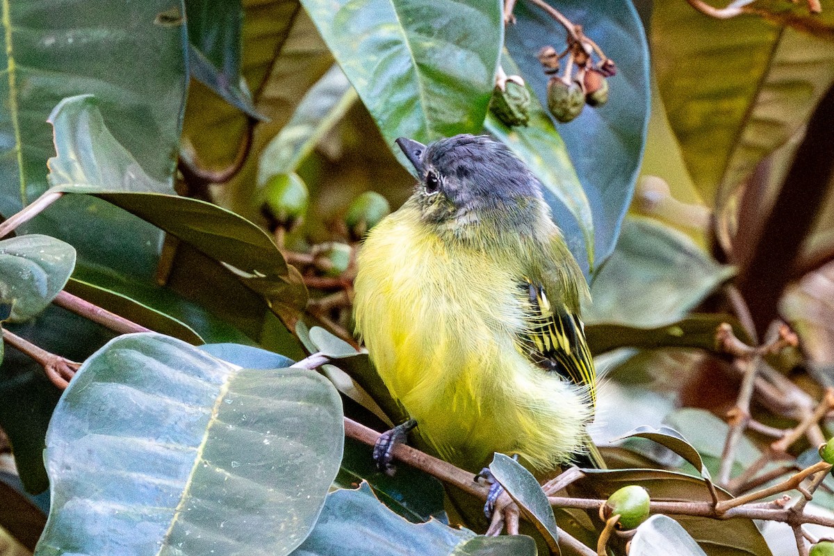 Ashy-headed Tyrannulet - ML627877110