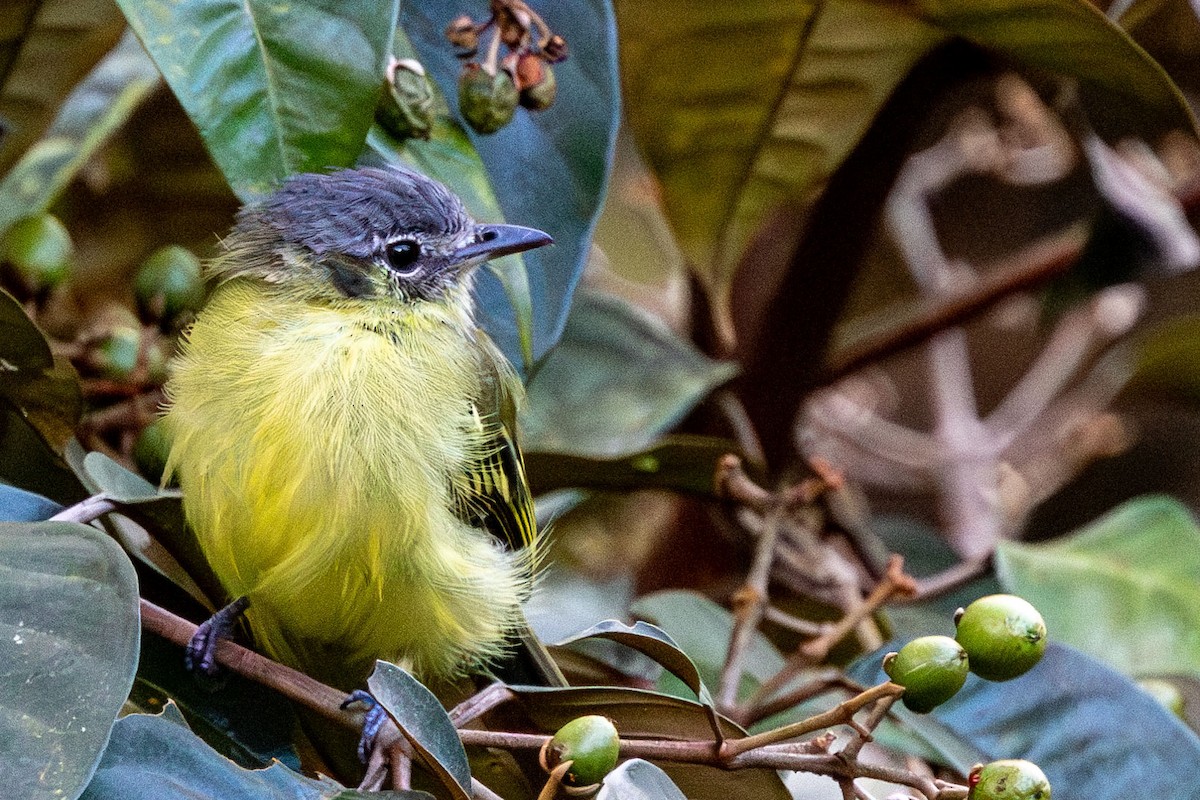 Ashy-headed Tyrannulet - ML627877111