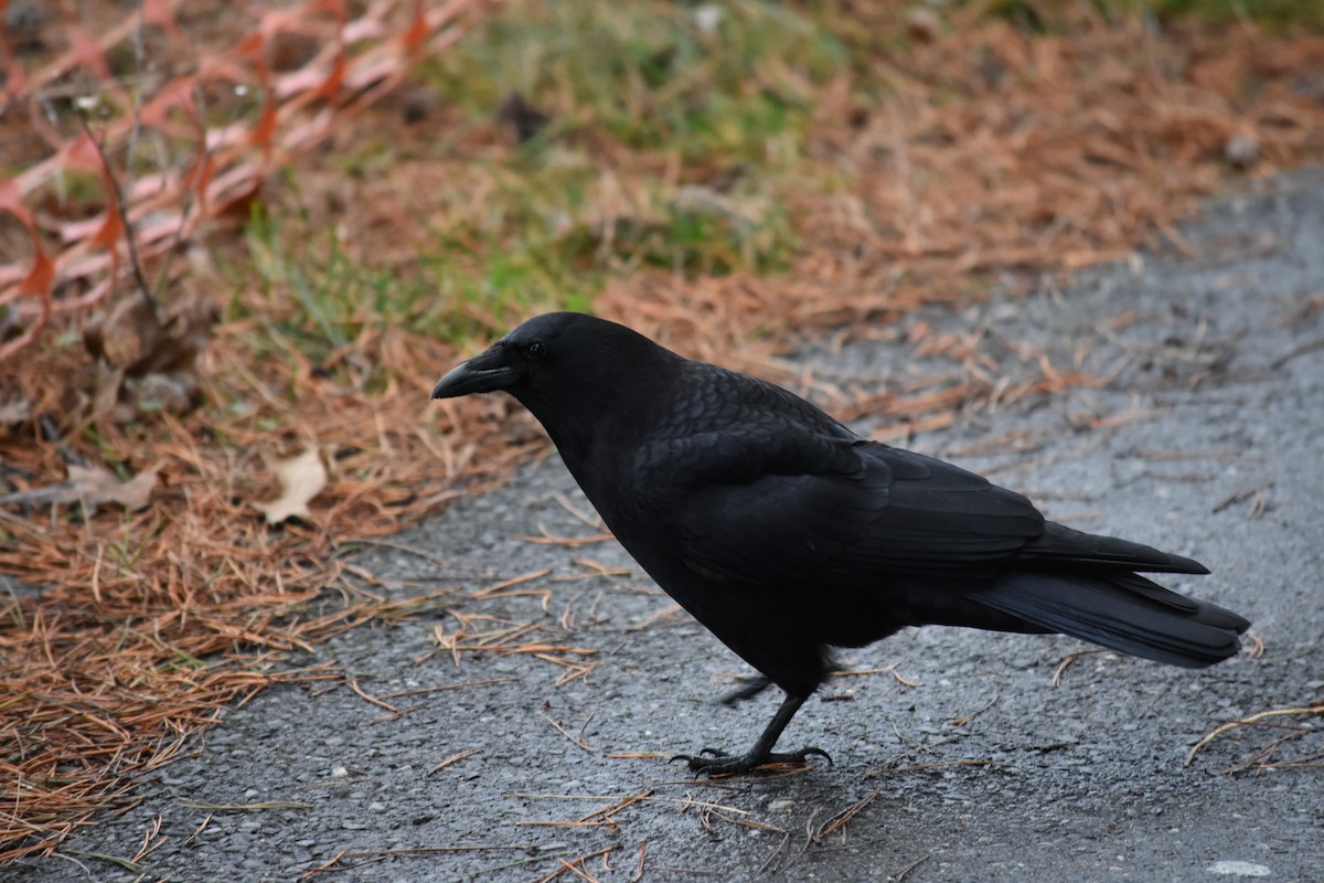 American Crow - ML627877112