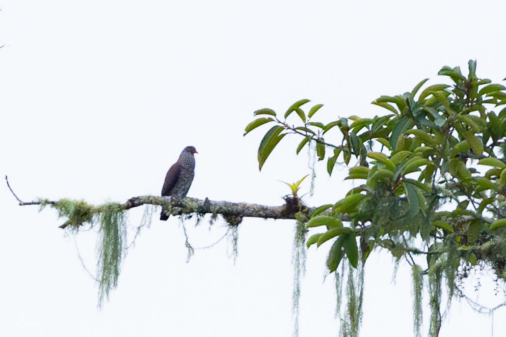 Scaled Pigeon - ML627877122