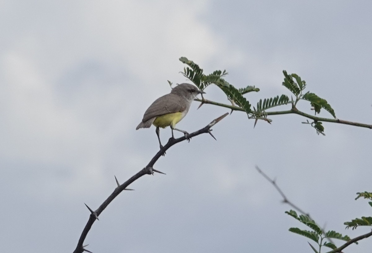 Yellow-bellied Eremomela - ML627877137