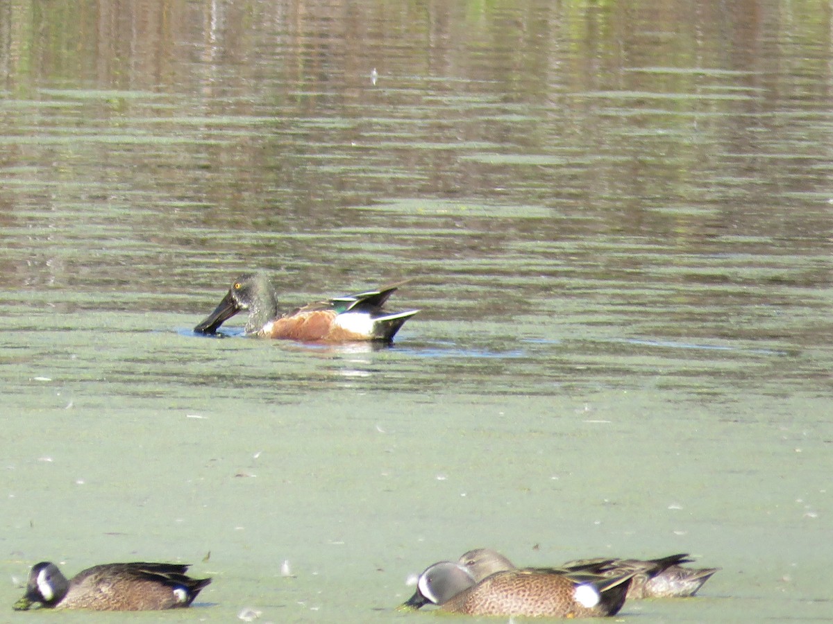 Northern Shoveler - ML627877154