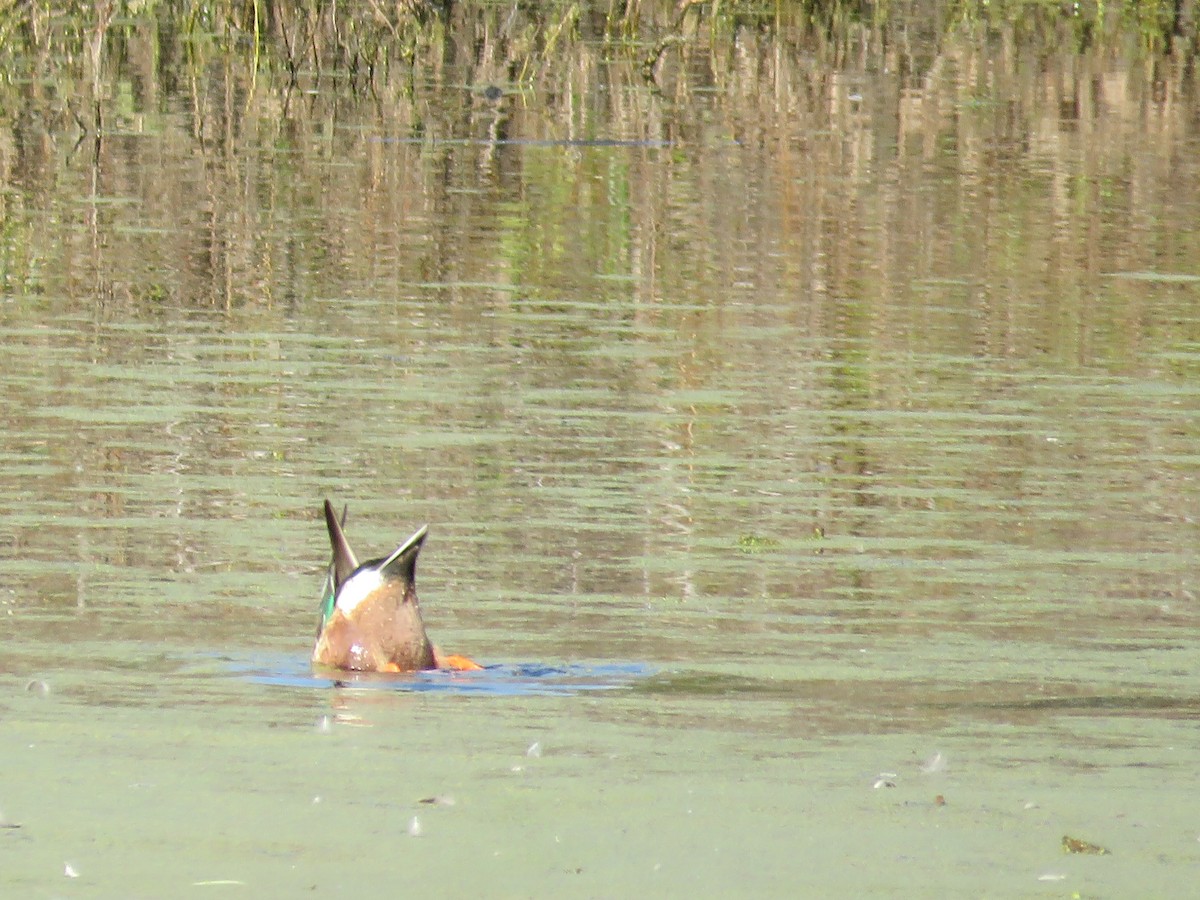 Northern Shoveler - ML627877155