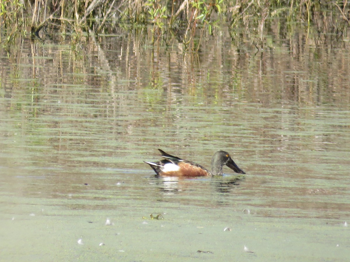 Northern Shoveler - ML627877156