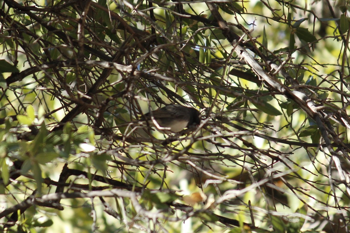 Dark-eyed Junco (cismontanus) - ML627877190