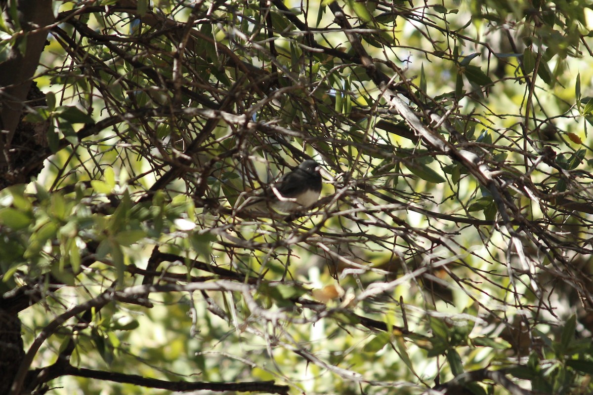 Dark-eyed Junco (cismontanus) - ML627877191