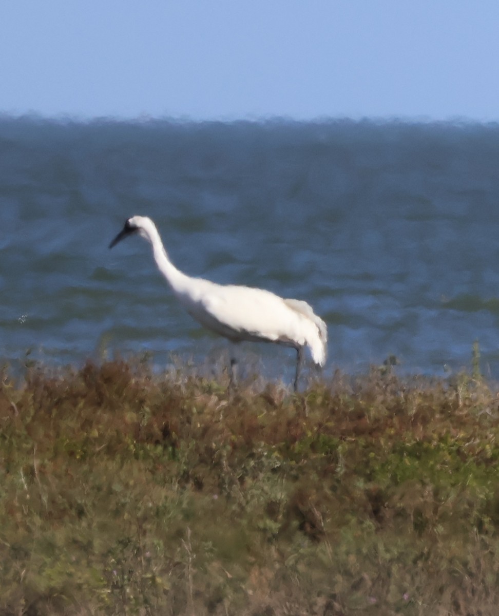 Whooping Crane - ML627877215