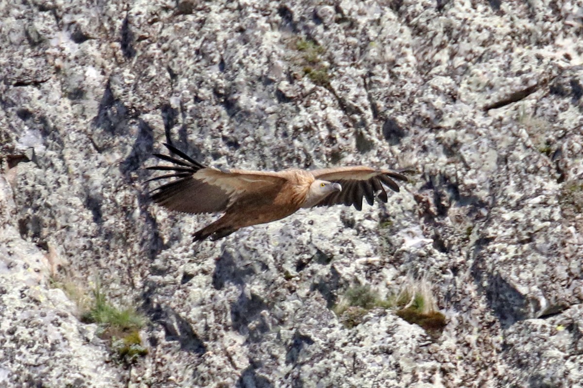 Grifone - ML627877248