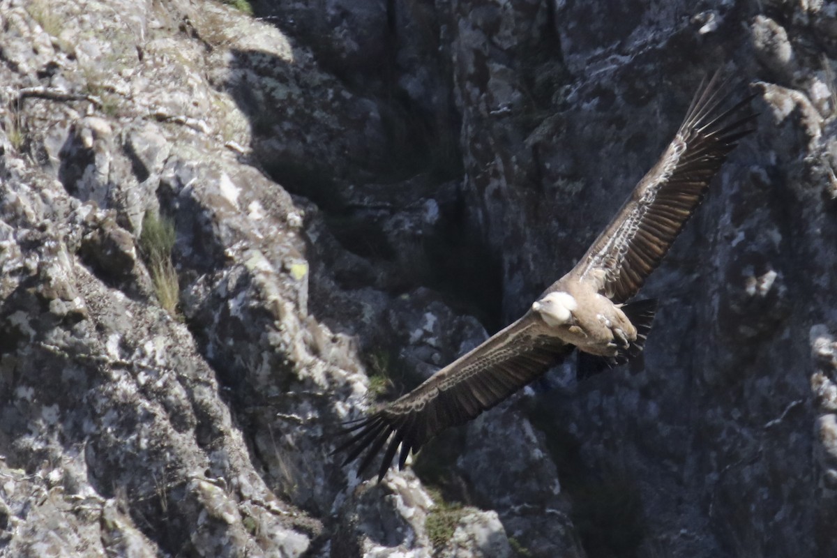 Grifone - ML627877249