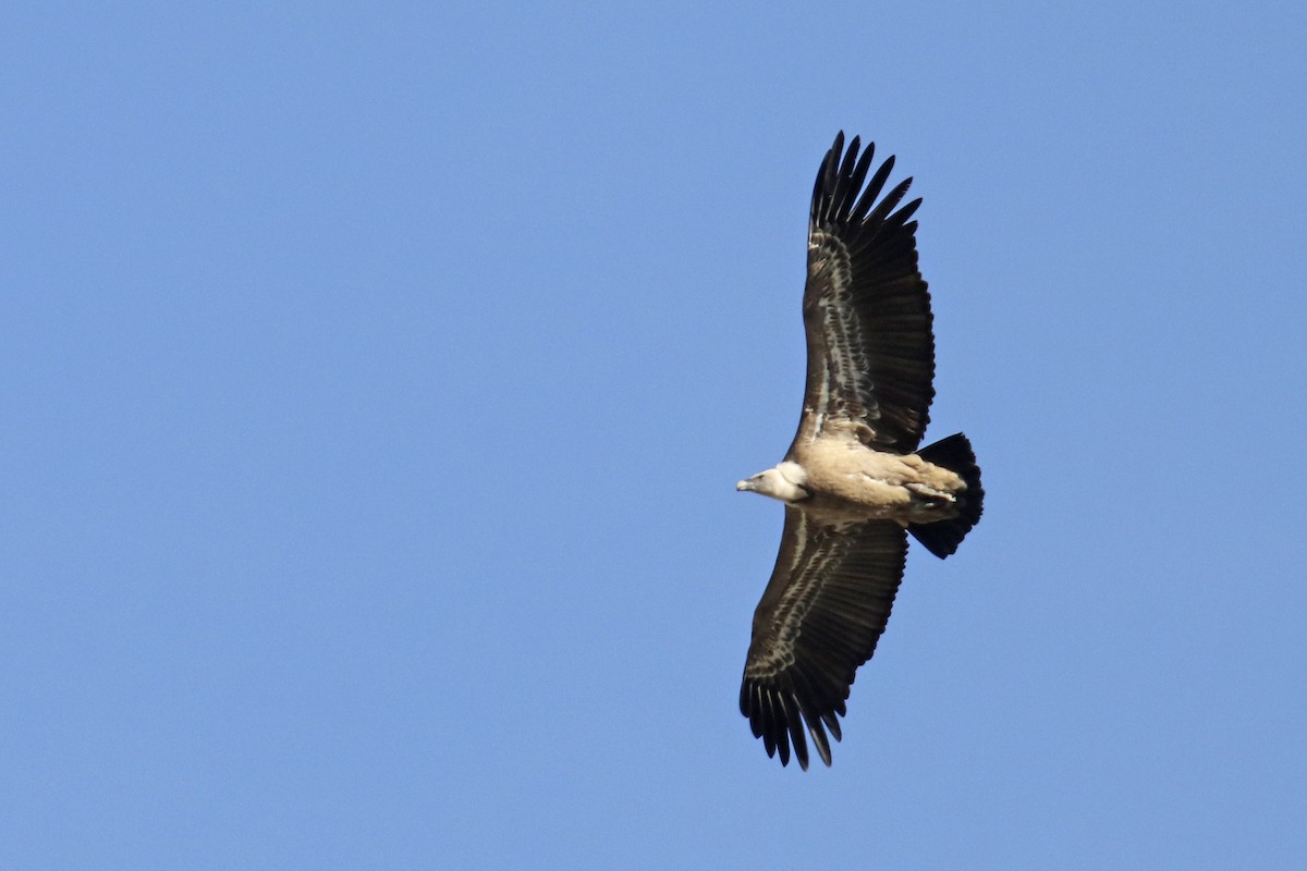 Grifone - ML627877250