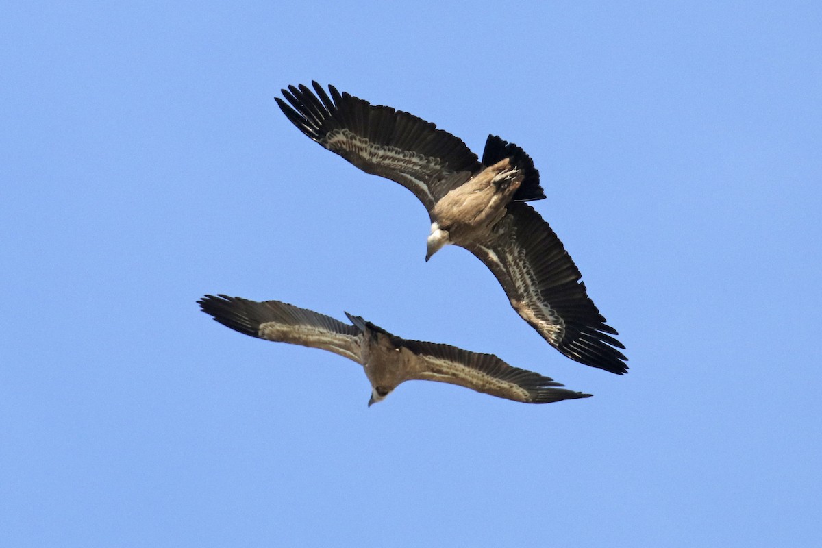 Grifone - ML627877251