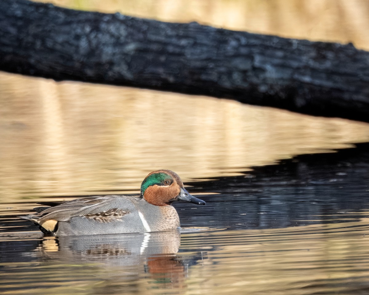 Green-winged Teal - ML627877367