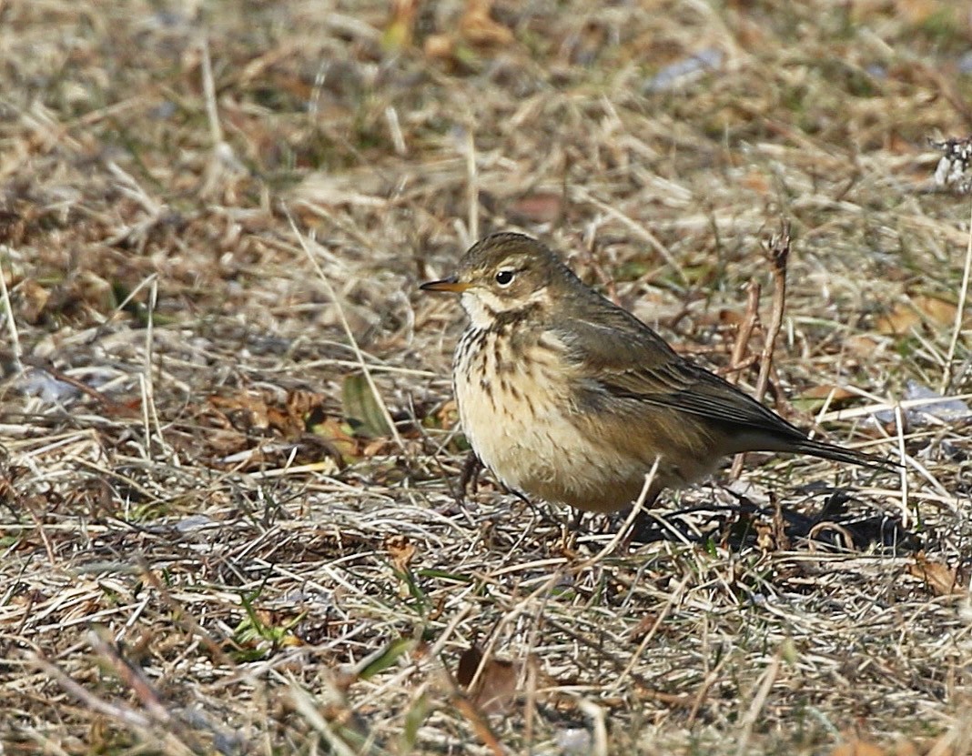 American Pipit - ML627877378