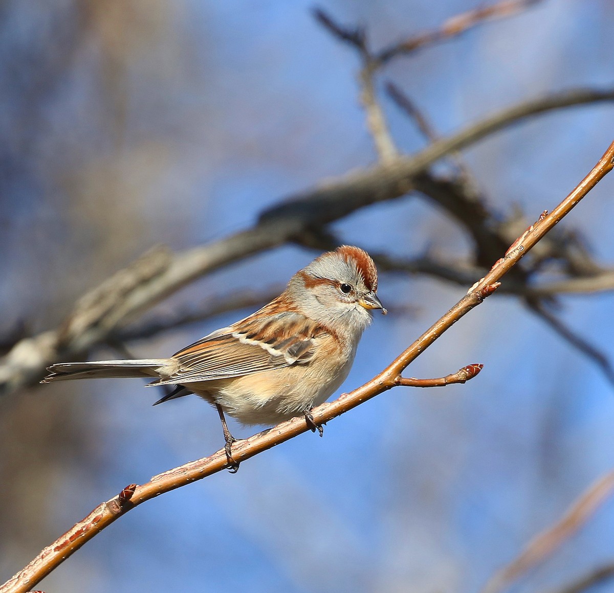 American Tree Sparrow - ML627877387