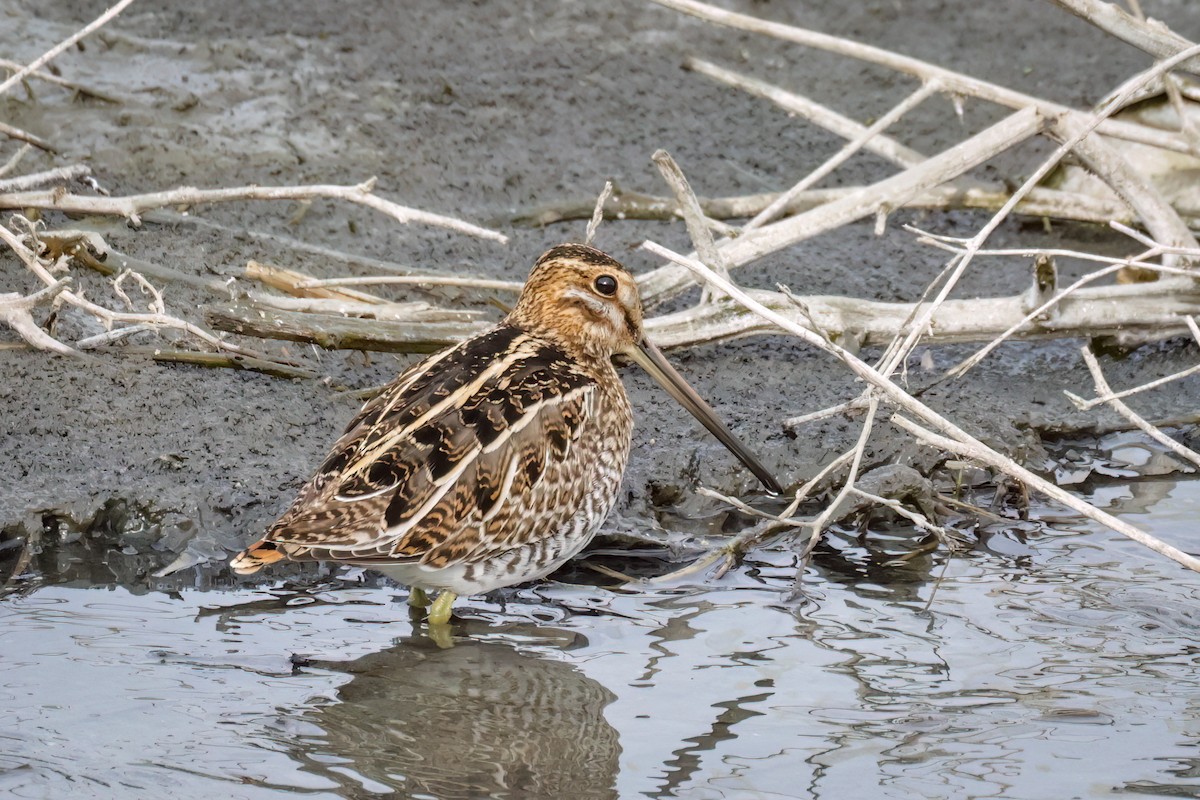 Wilson's Snipe - ML627877389