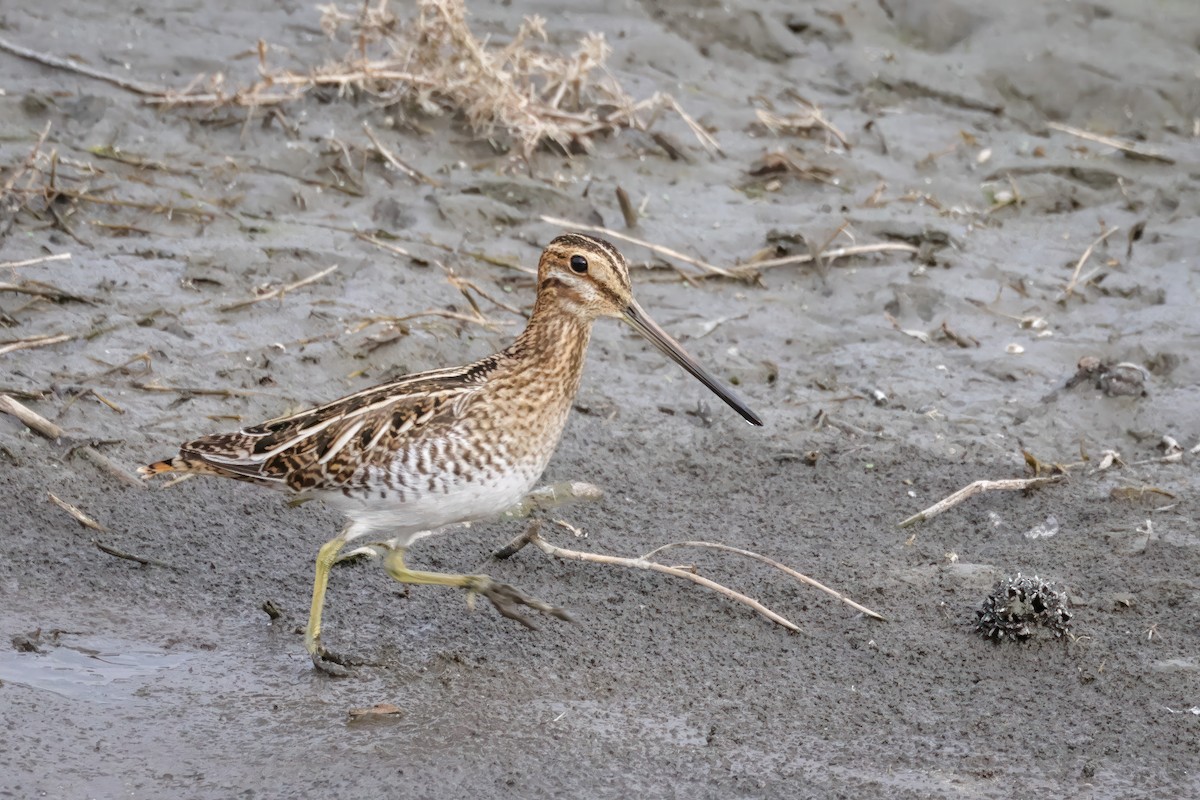 Wilson's Snipe - ML627877390