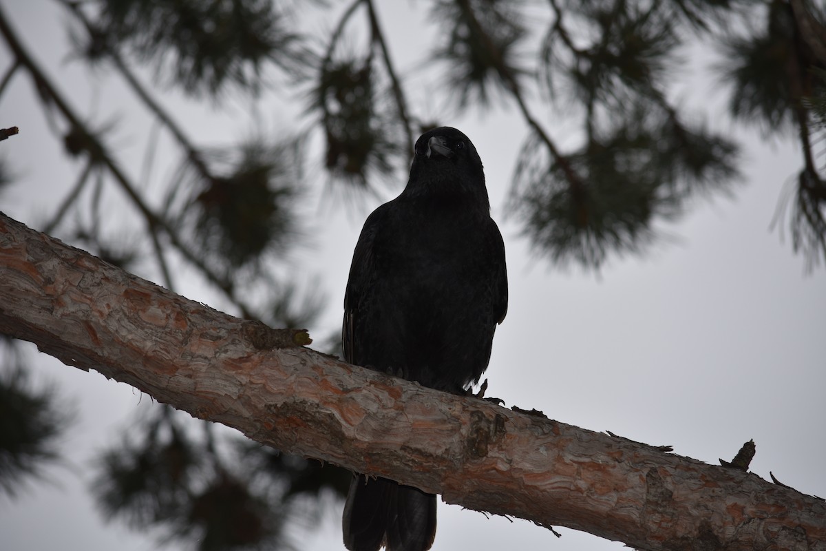 American Crow - ML627877460