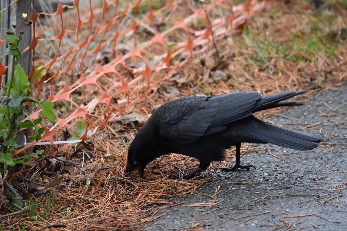 American Crow - ML627877462