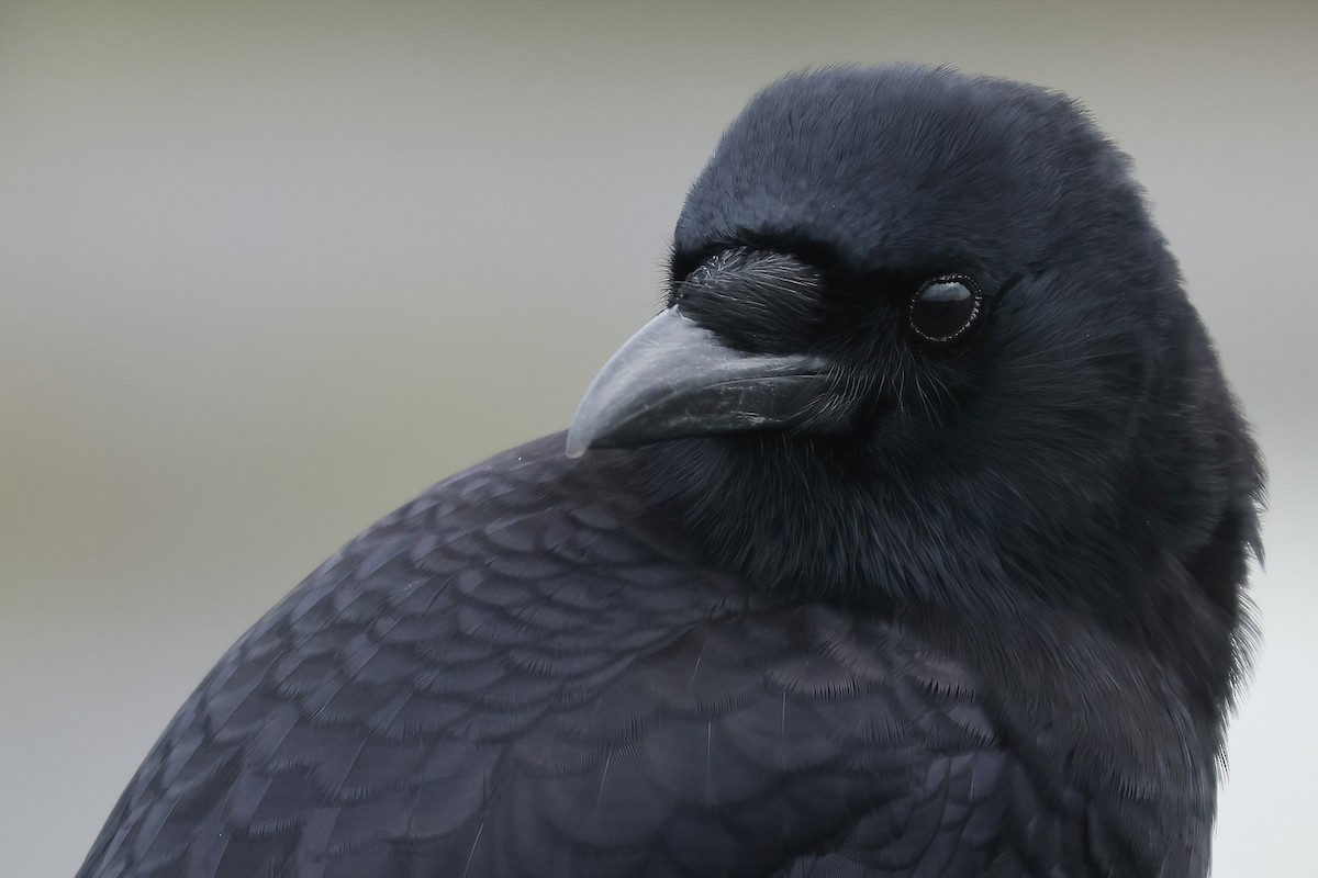 American Crow - ML627877590