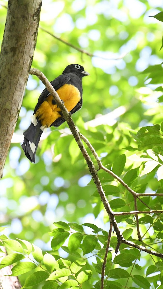 Trogon à tête noire - ML627877686