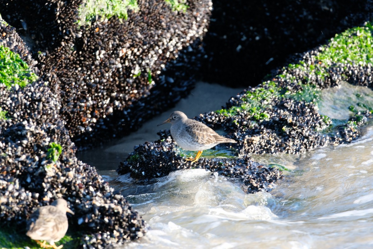 Purple Sandpiper - ML627877759
