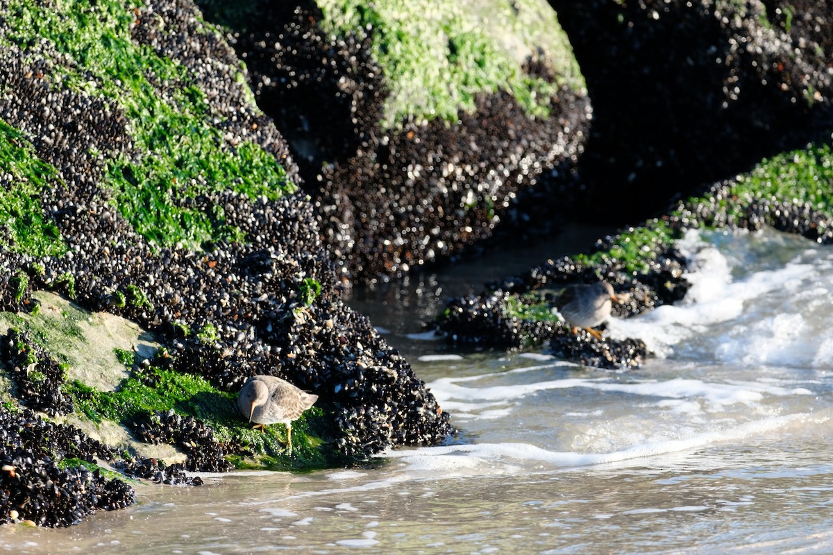 Purple Sandpiper - ML627877760