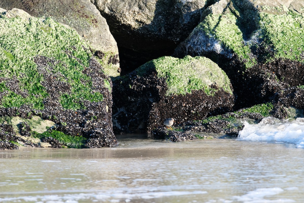 Purple Sandpiper - ML627877761