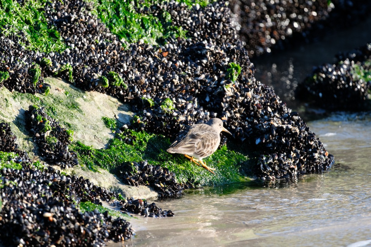 Purple Sandpiper - ML627877762