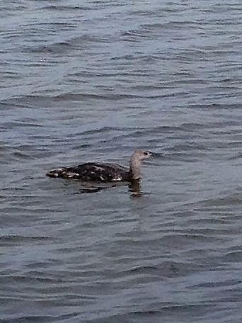 Red-throated Loon - ML62787781