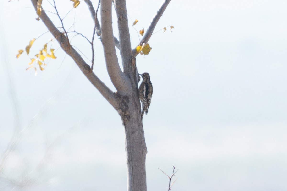 Yellow-bellied Sapsucker - ML627877826