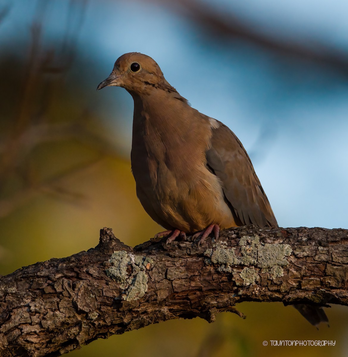 Mourning Dove - ML627877854