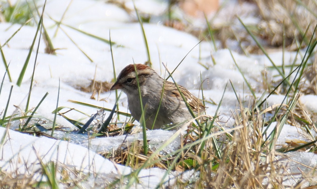 Chipping Sparrow - ML627877858