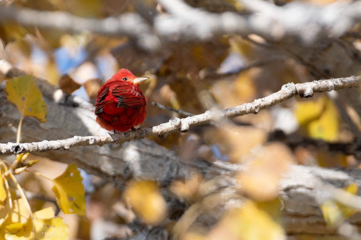 Summer Tanager - ML627877860