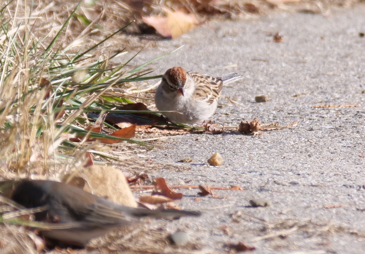 Chipping Sparrow - ML627877873