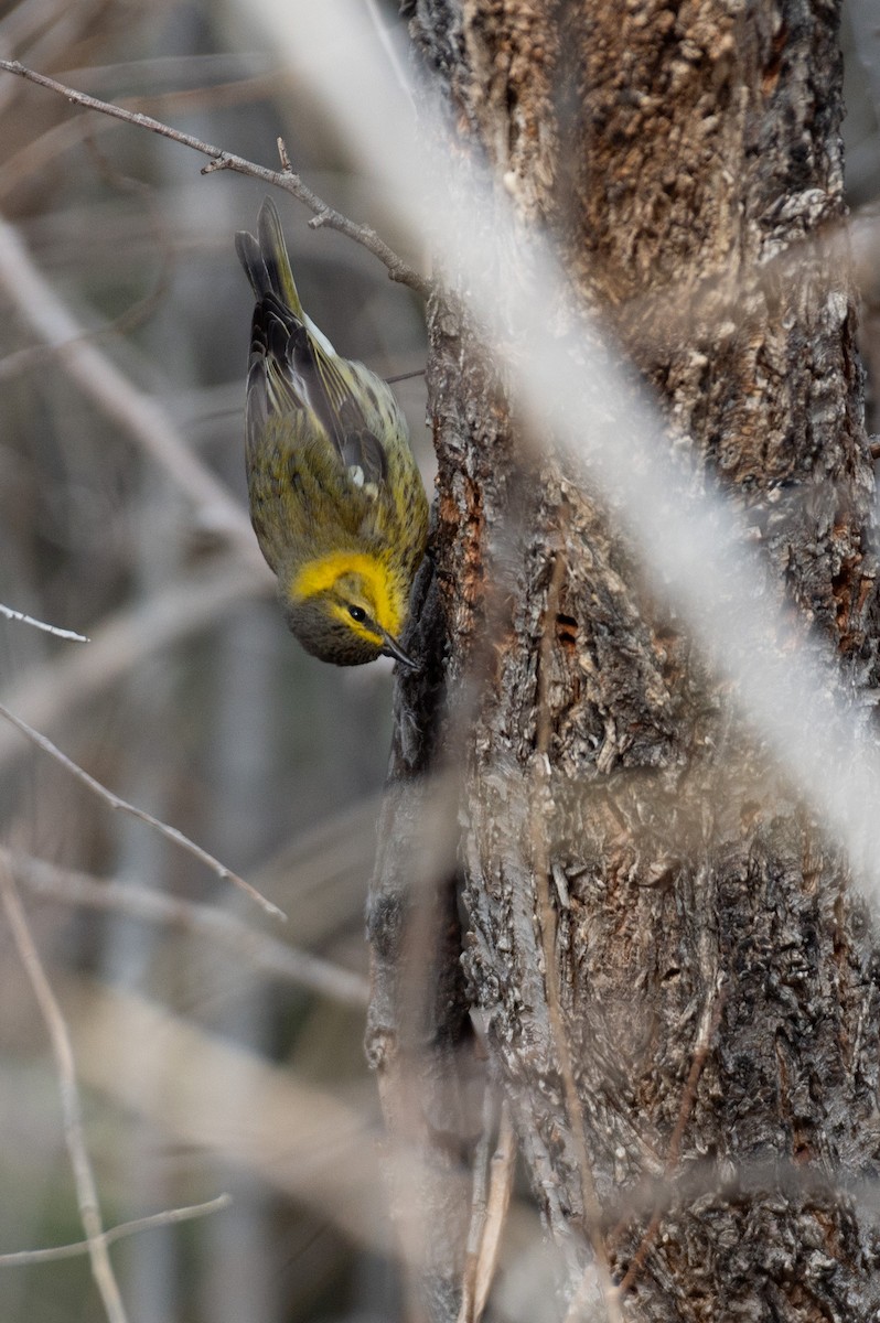 Cape May Warbler - ML627877883