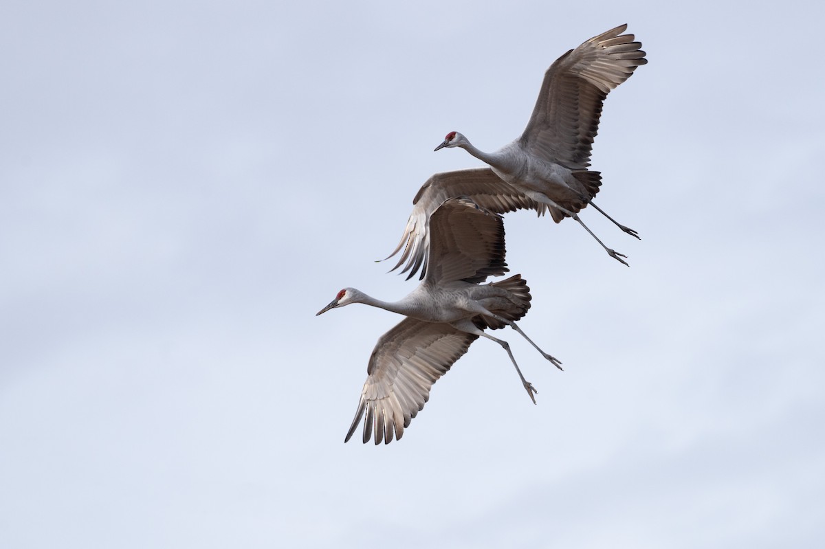 Sandhill Crane - ML627877894