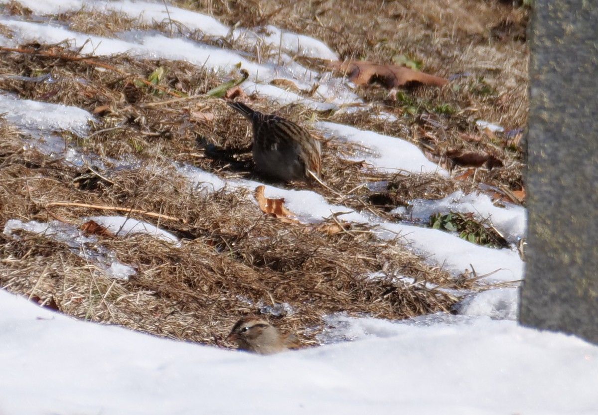 Chipping Sparrow - ML627877898