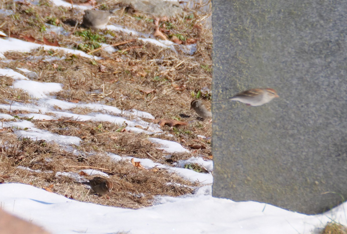 Chipping Sparrow - ML627877906