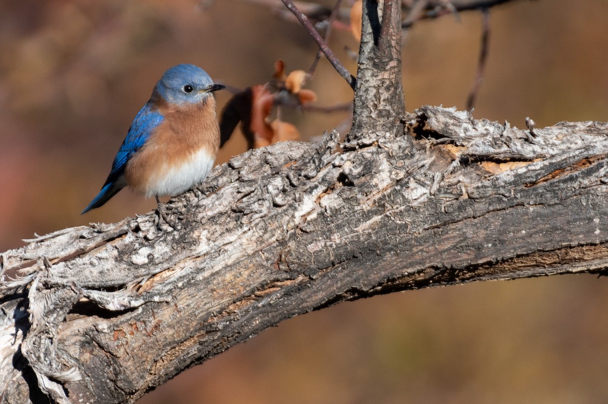 Eastern Bluebird - ML627877911